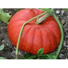 Courge rouge vif d'Etampes